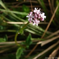 Valeriana moonii Arn. ex C.B.Clarke